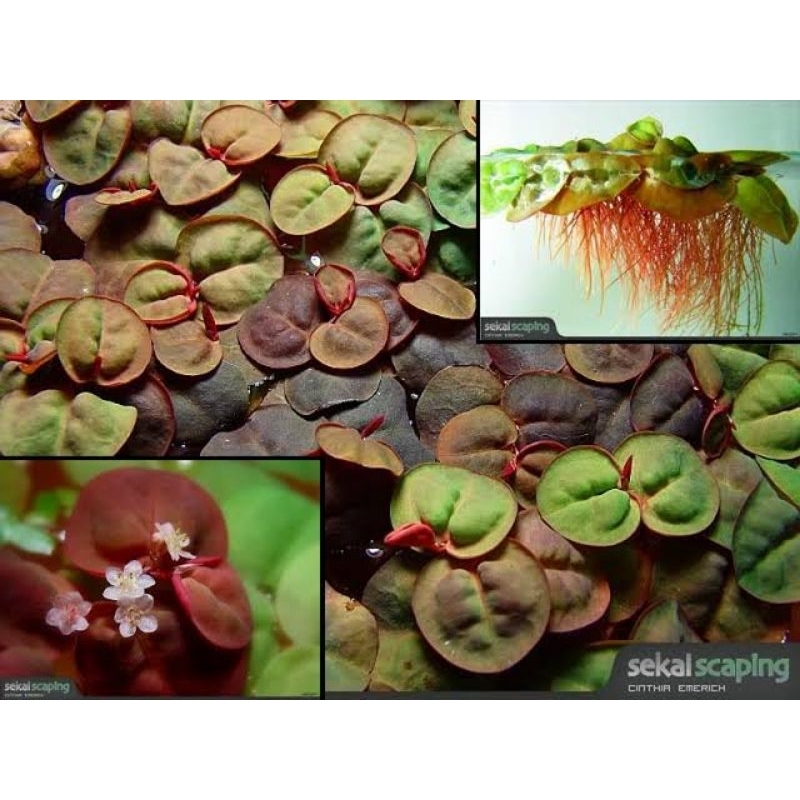 Jual Tanaman aquascape Amazone Progbit Merah / Red Root aquarium guppy ...