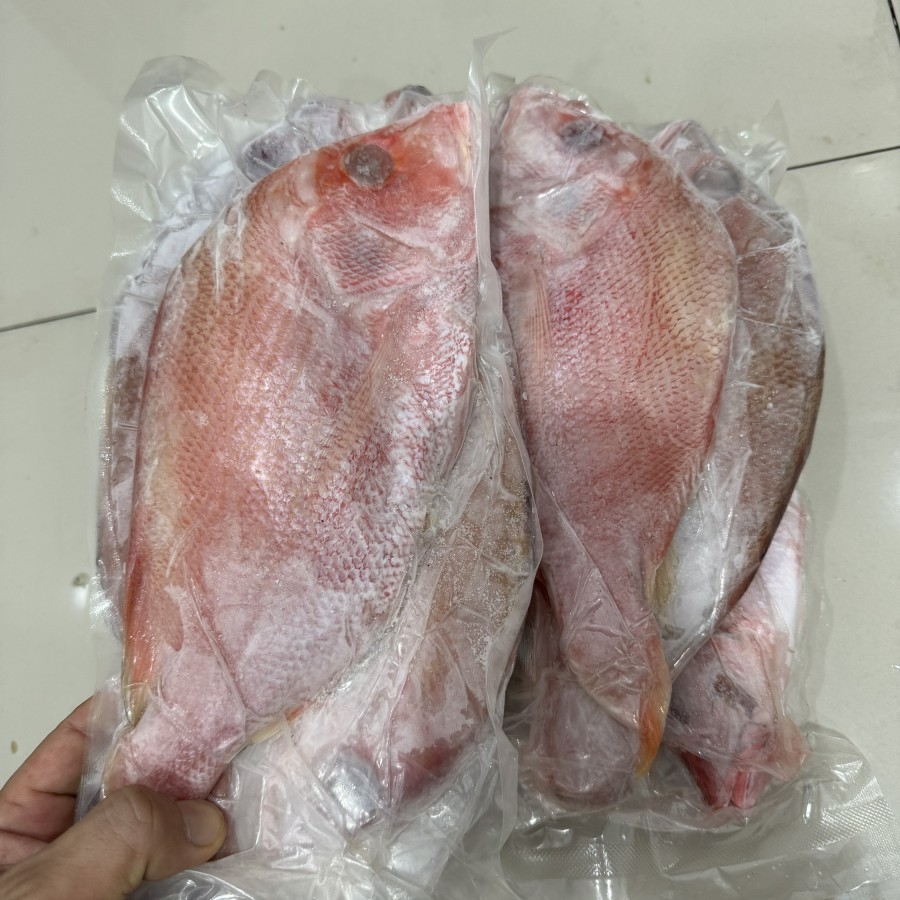 Jual Ikan Kakap Merah Utuh Frozen Whole Red Snapper Kemasan 1 Kg