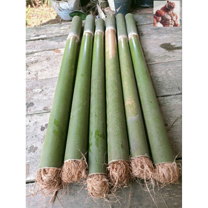 Jual Obor bambu kebutuhan kemping dan festival pawai obor | Shopee ...