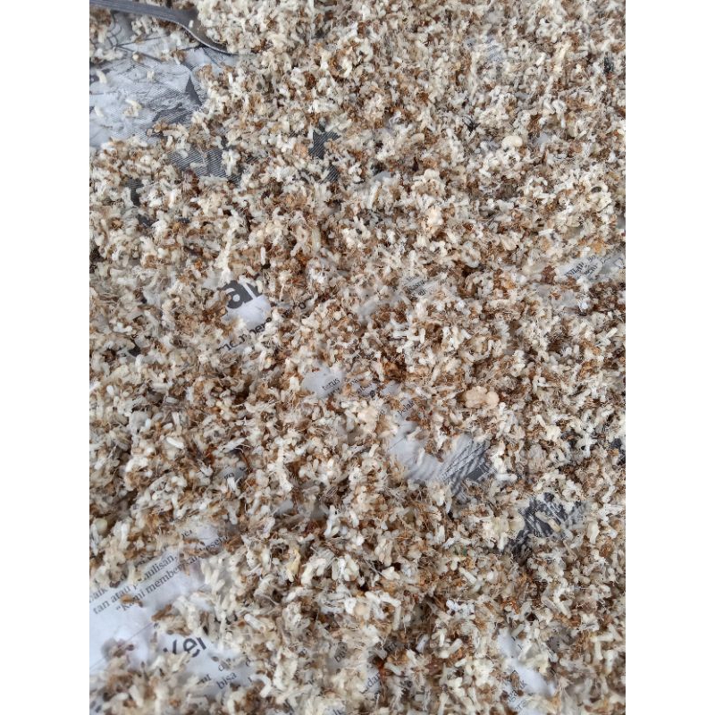 Jual kroto telor semut rang rang | Shopee Indonesia