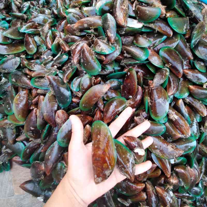 Jual Kerang hijau Ijo 1 kg Segar Fresh | Shopee Indonesia