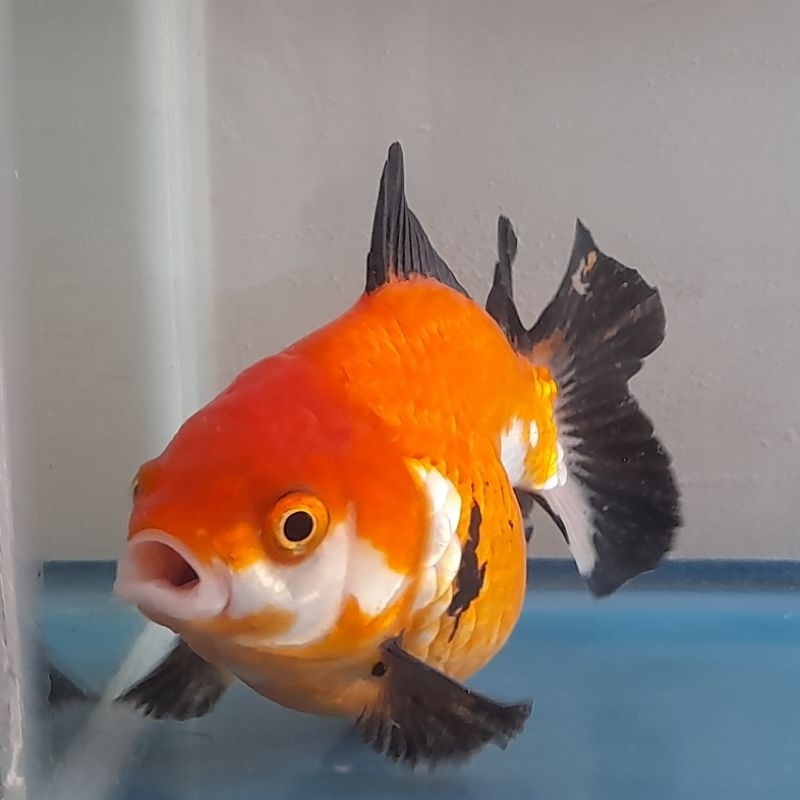 Jual ikan mas koki oranda star black gold | Shopee Indonesia