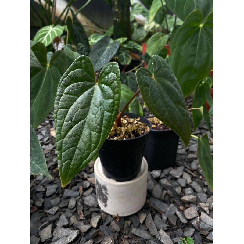 Jual Anthurium Red Spider X Luxurians | Shopee Indonesia