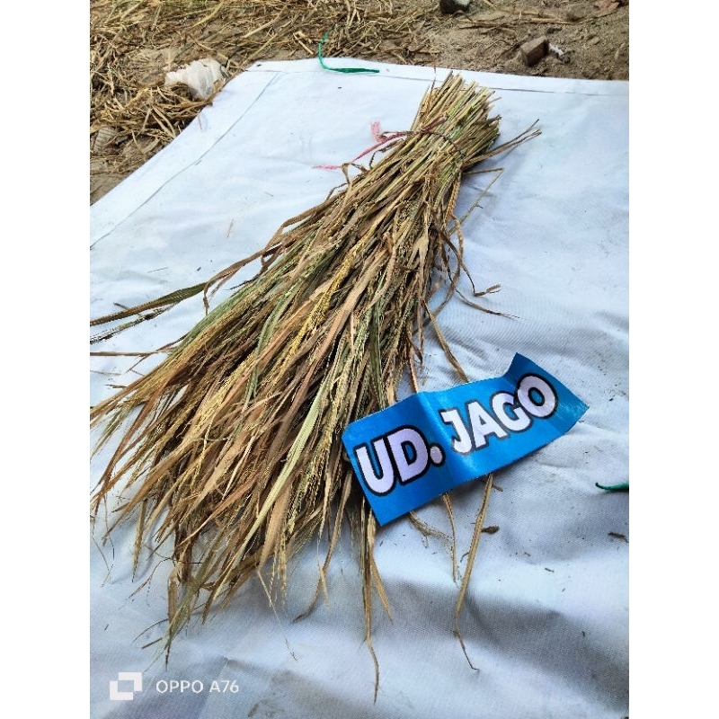 Jual merang jerami/merang dari pohon padi/jerami padi terlaris 300 ...