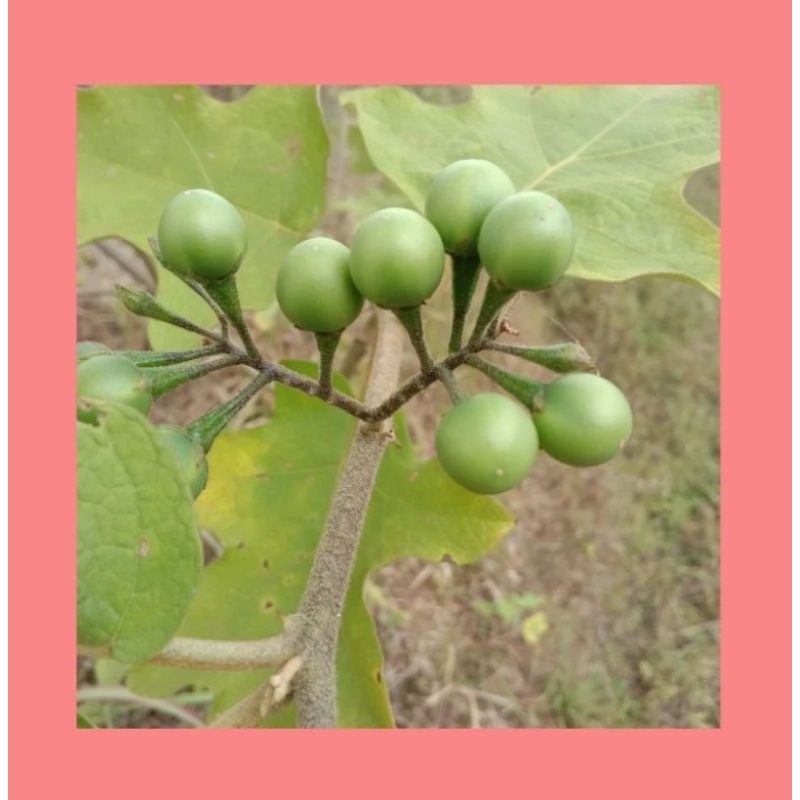 Jual Buah Takokak Segar 250 Gram – Rimbang | Sayuran & Herbal ...