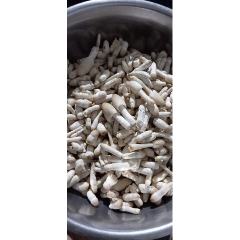 Jual Jamur janggel 500g | Shopee Indonesia