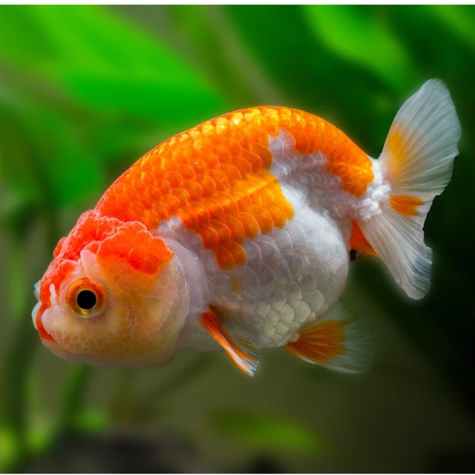 Jual Ikan Mas Koki Ranchu Gemoy Ranchu Goldfish Ikan Hias Aquascape