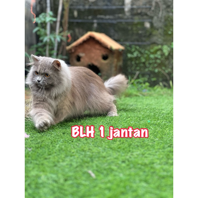 Jual kucing persia himalaya mainecoon munchkin bengal | Shopee Indonesia