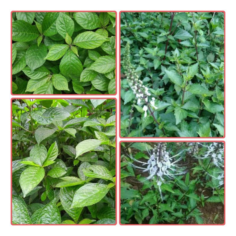 Jual Daun kaca beling dan kumis kucing fres kemasan | Shopee Indonesia