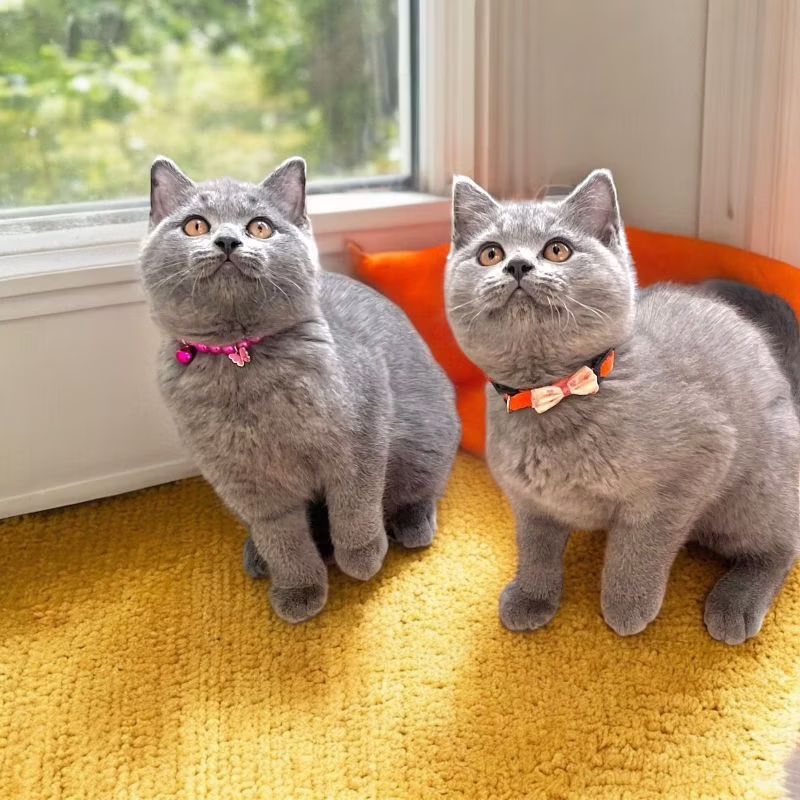 Jual Kucing British Shorthair Kitten | Shopee Indonesia