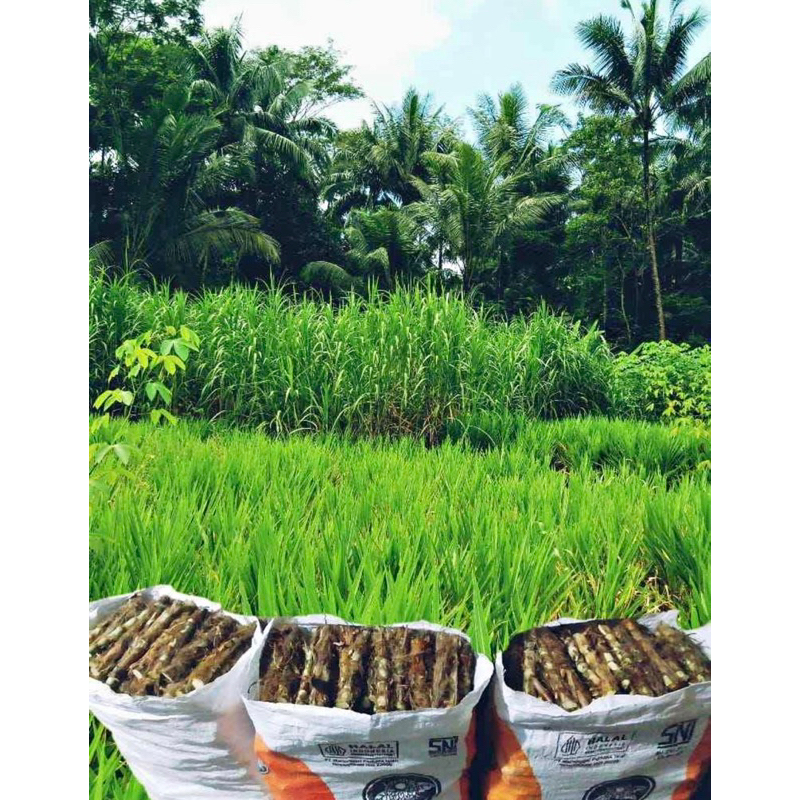Jual Bibit Rumput Odot Kemasan 1KG | Shopee Indonesia