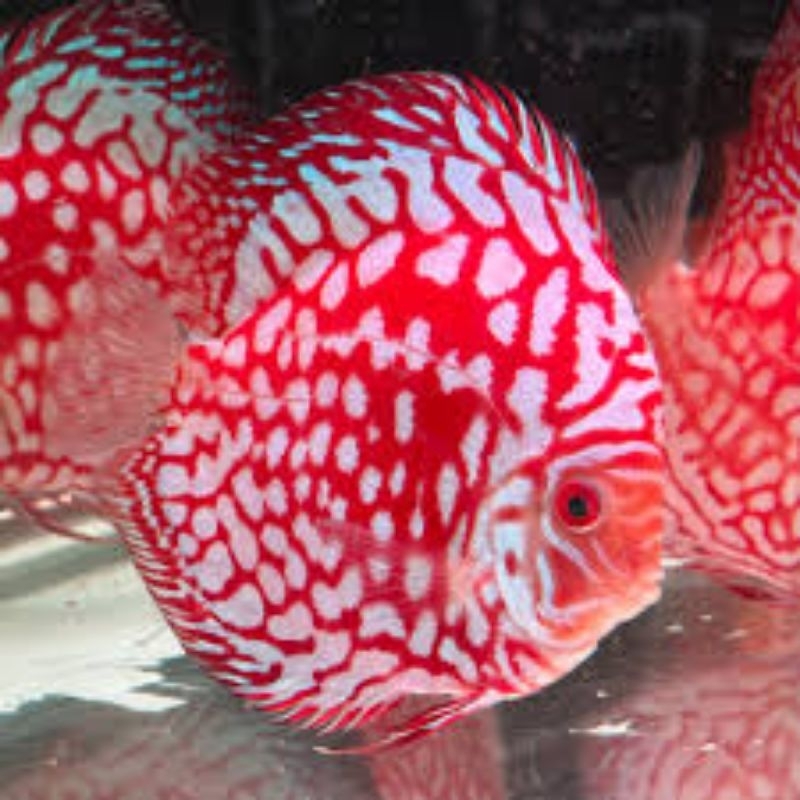 Jual Discus Red Map Hias Aquarium | Shopee Indonesia