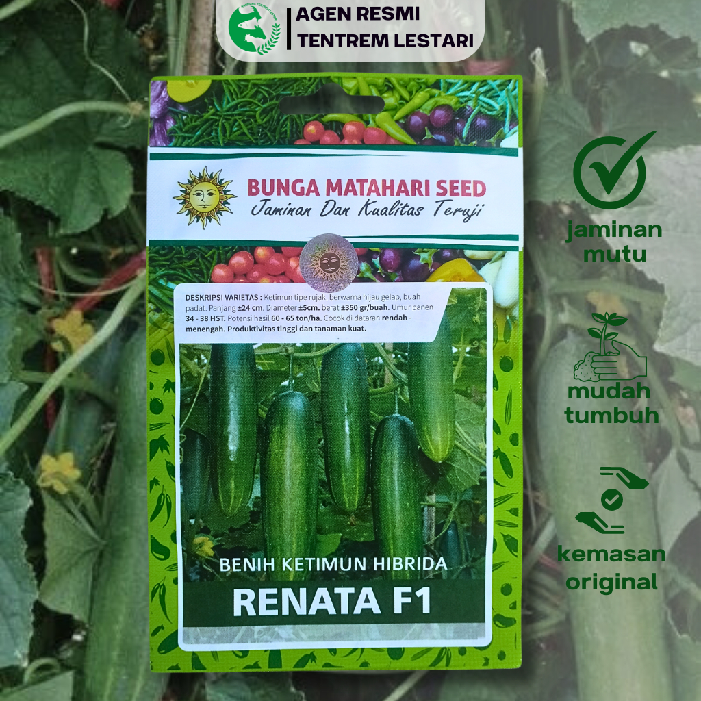 Jual Benih Unggul Timun Hibrida Renata F Biji Cap Bunga Matahari Buah Lebat Shopee Indonesia