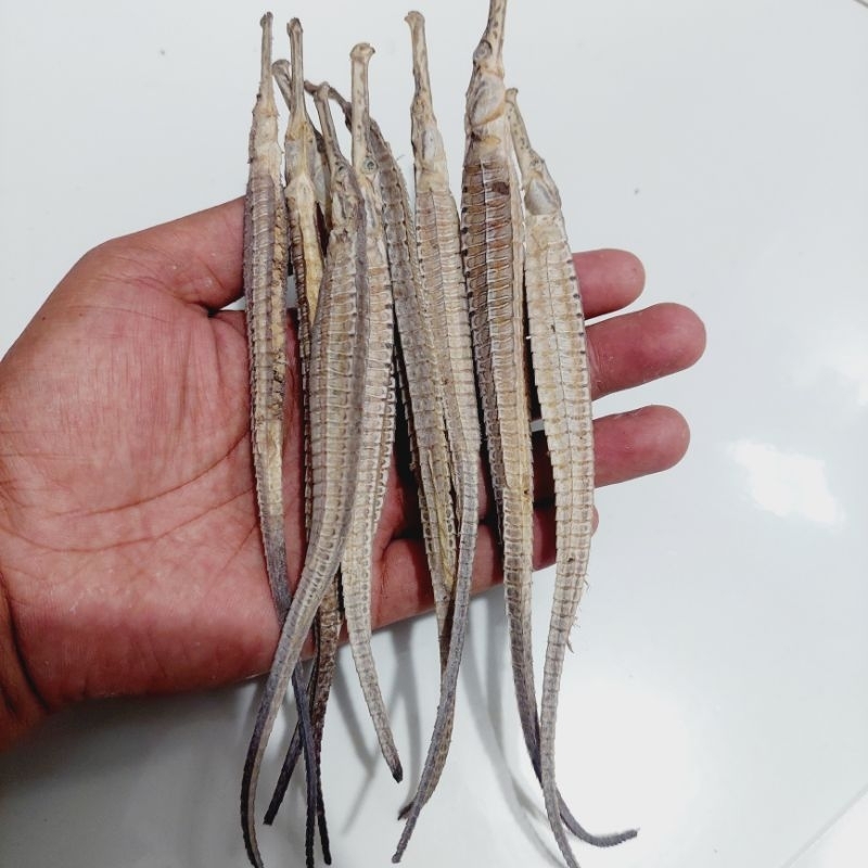 Jual naga laut super 5 ekor | Shopee Indonesia