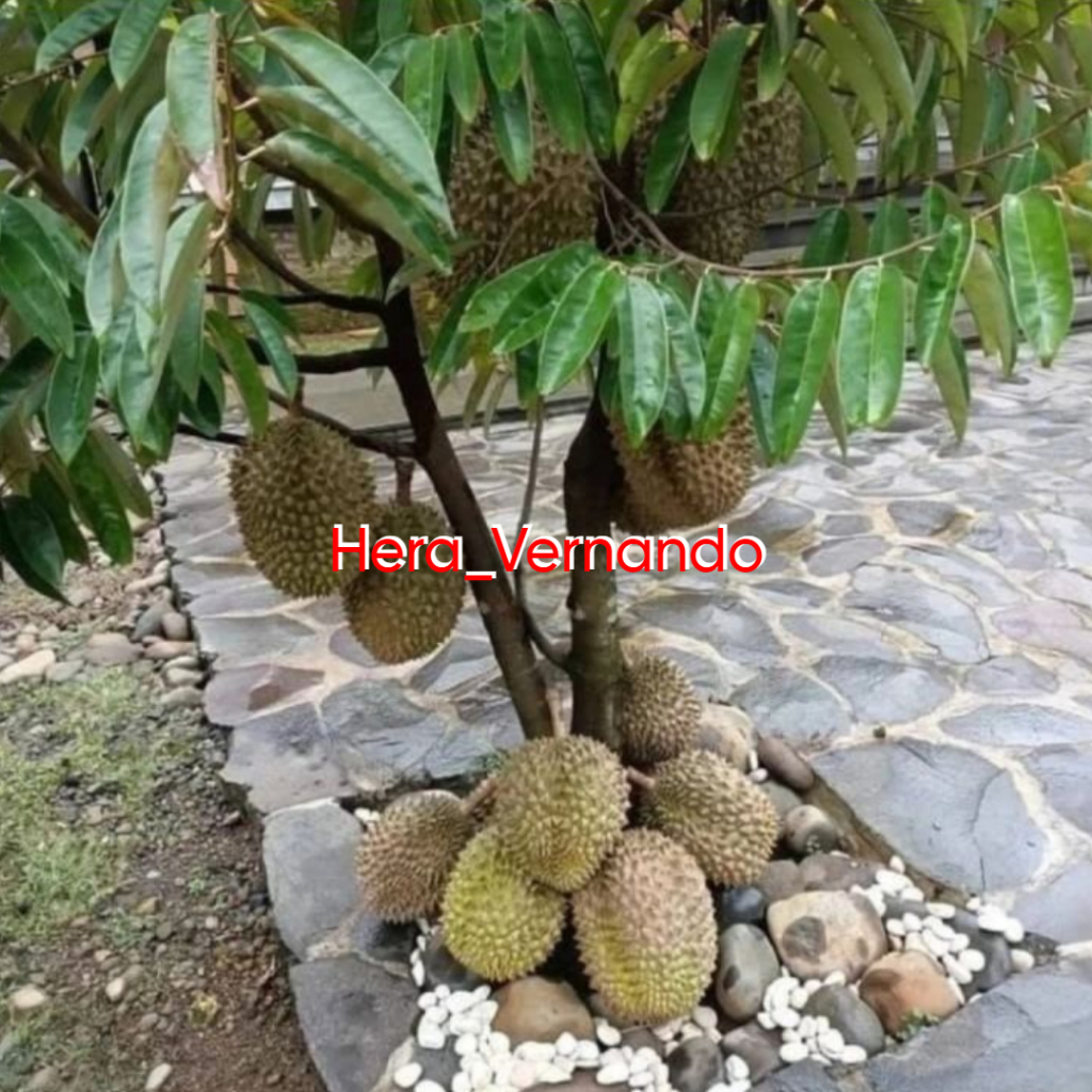 Bibit Durian Monthong Asli Okulasi Cepat Berbuah