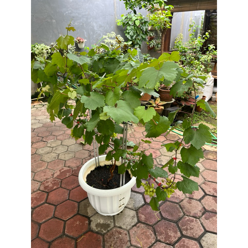 Jual TIANG RAMBATAN ANGGUR TRALIS Y TINGGI 120cm By TAMAN ANGGUR PONJAY ...