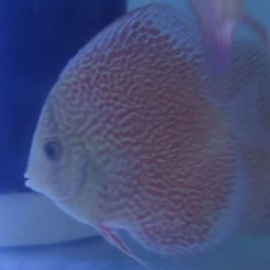 Jual Ikan Discus Eruption 3 inch | Shopee Indonesia