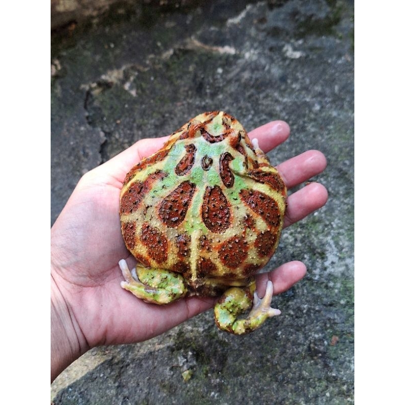Jual Mainan Pacman frog green dewasa | Shopee Indonesia