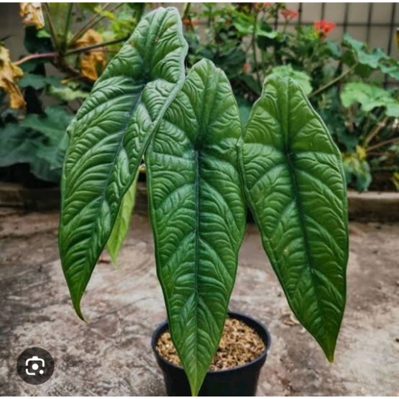 Alocasia puncak borneensis main image 0