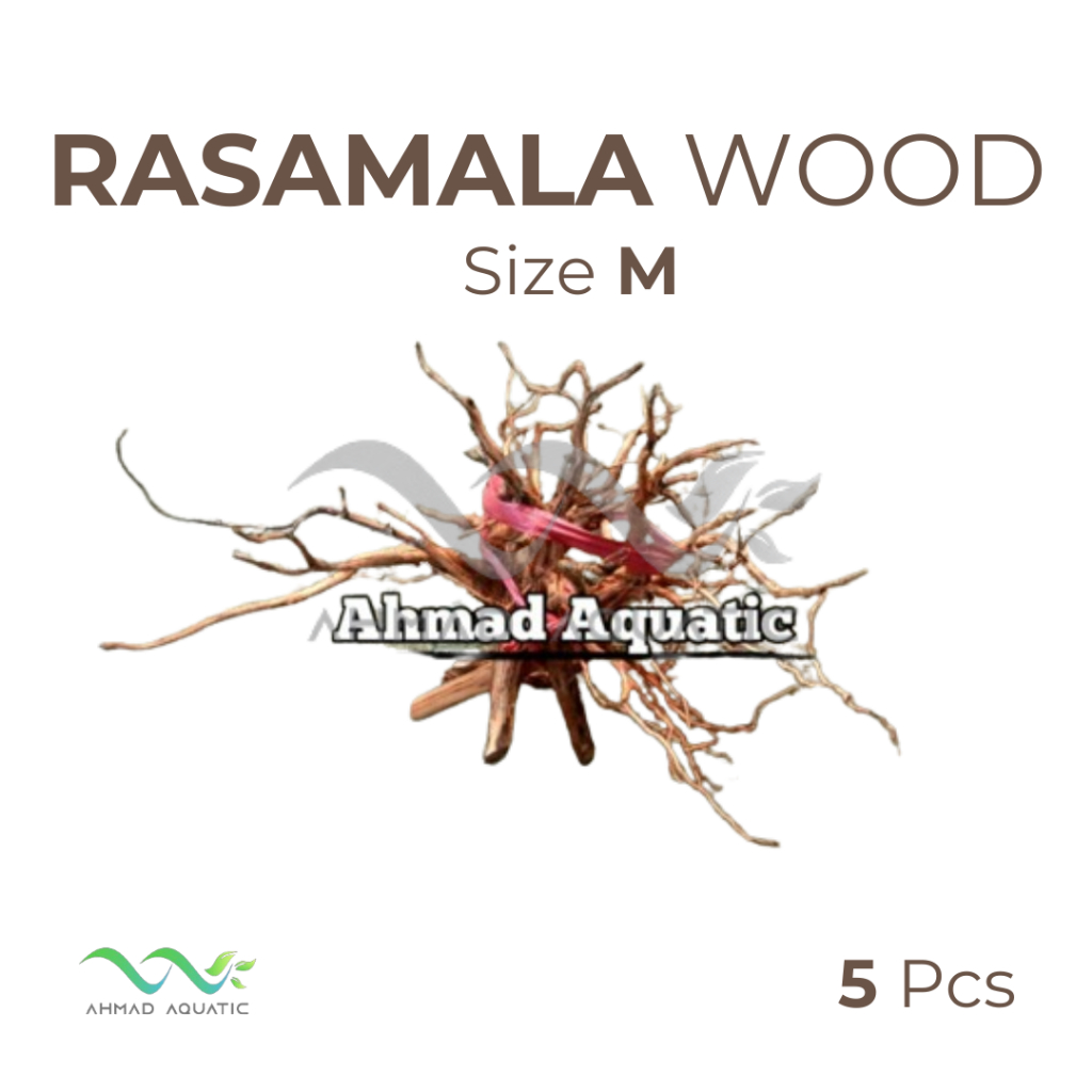 Jual Akar Kayu Rasamala ukuran M (5 Pcs) | Shopee Indonesia