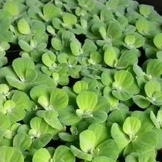 Jual tanaman kayu apu | Shopee Indonesia