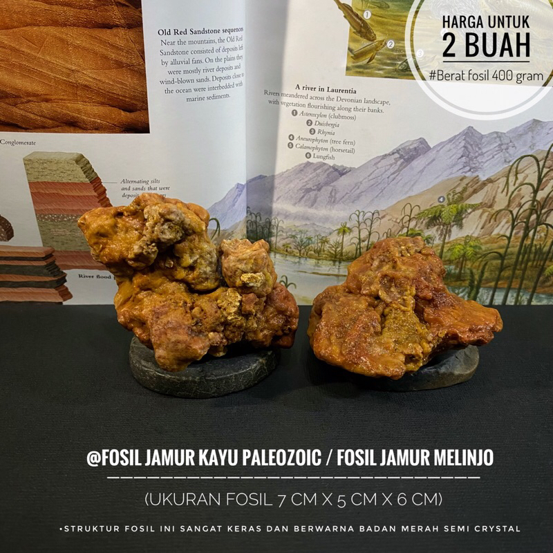 Jual Fosil Jamur Kayu Purba B13 atau Fosil Jamur Purba atau Fosil Jamur ...