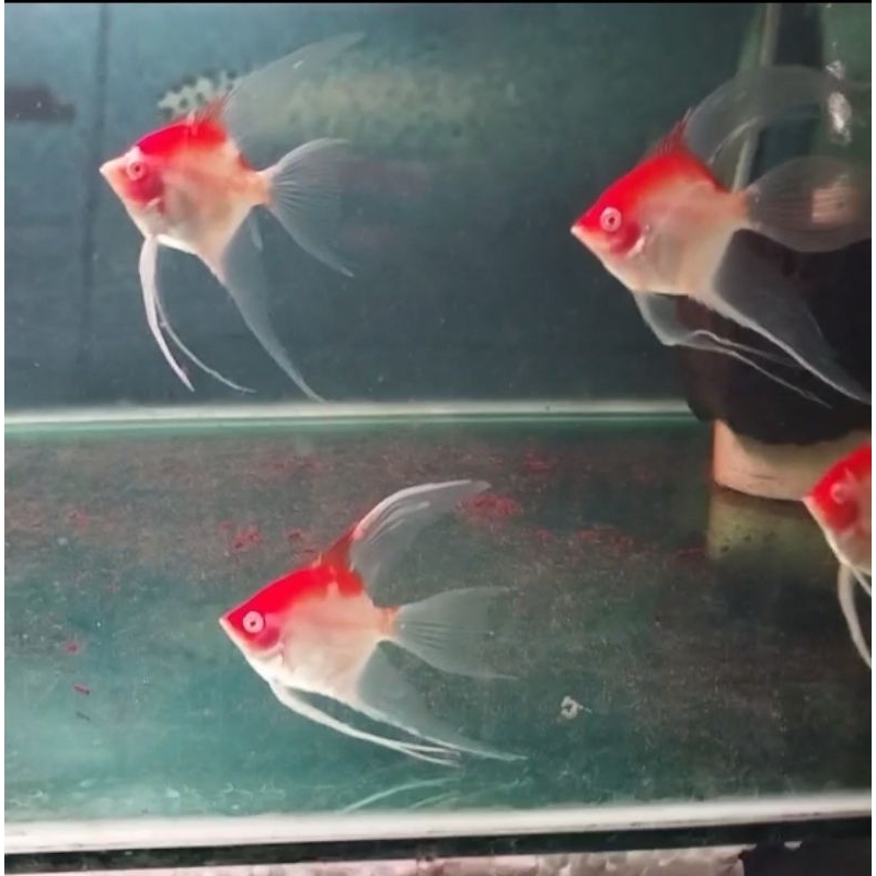 Jual Aksesoris aquarium(Manfish Red Cup Albino Slayer & Red Cup Albino ...