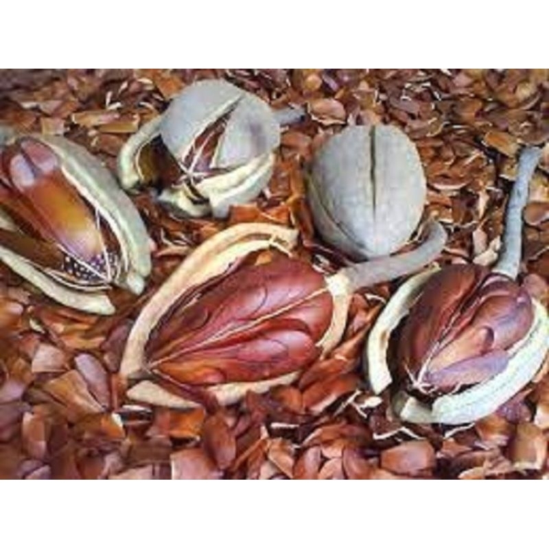 Jual Jual BIJI MAHONI kering | Biji Mahoni Tua | Biji Mahoni 1kg ...