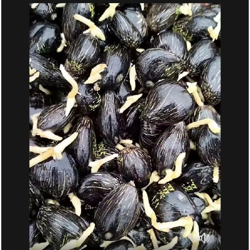 Jual Benih sawit original PPKS marihat asli Medan bersertifikat ...