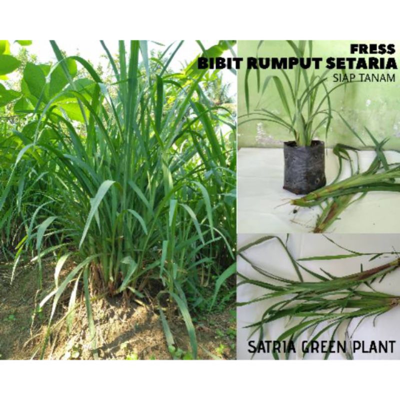Jual 1 KG Bibit rumput Satria untuk pakan ternak hewan,(sapi kerbau ...