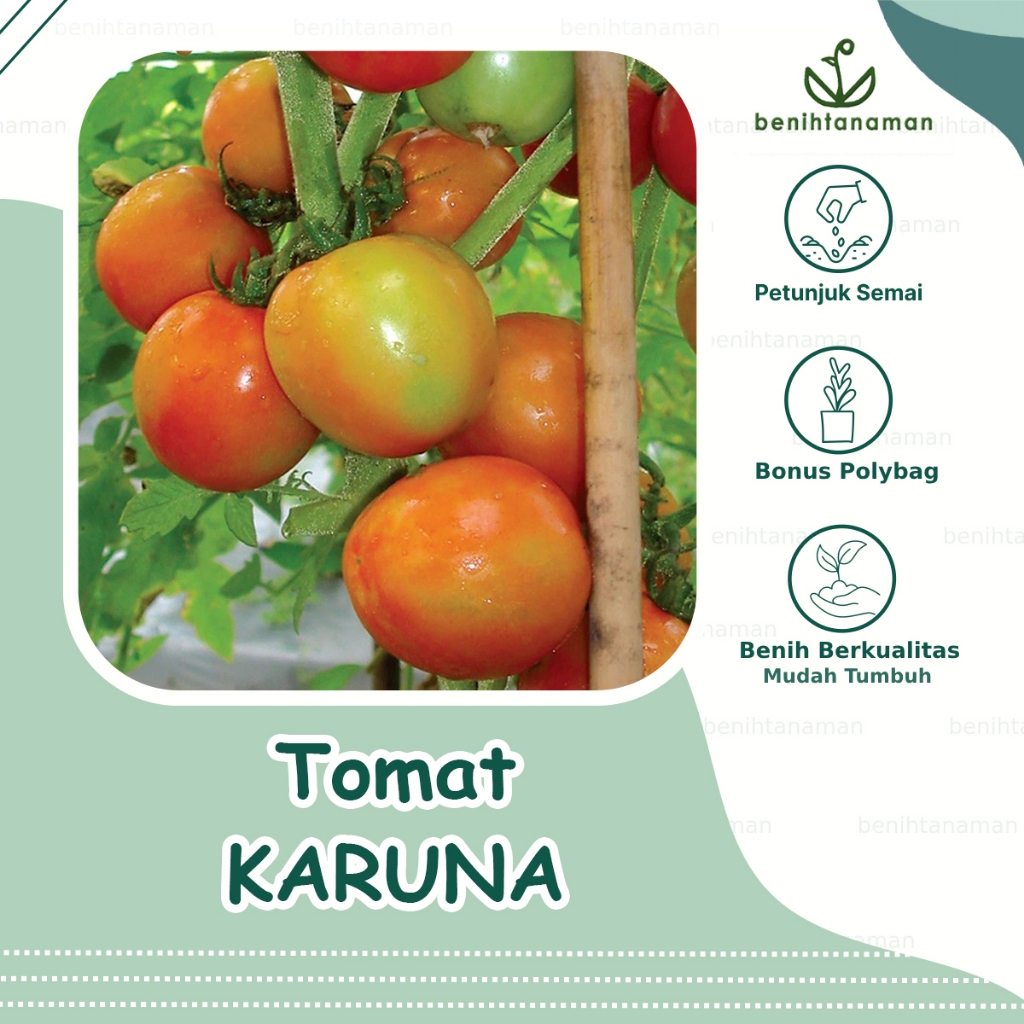 30 Butir - Benih Tomat Sayur KARUNA, cocok untuk sambal