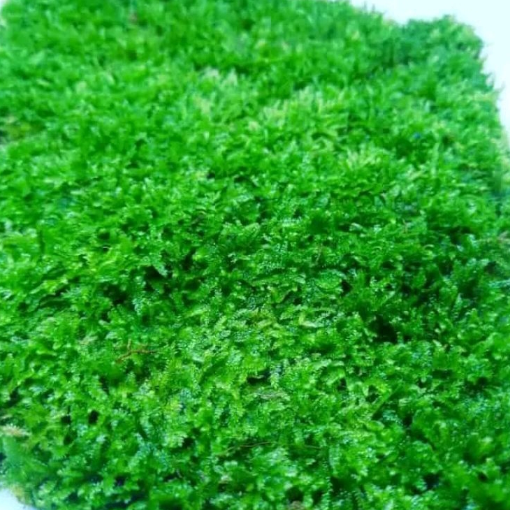 Jual Moss aquascape weeping clump tanaman untuk aquarium hardscape ...