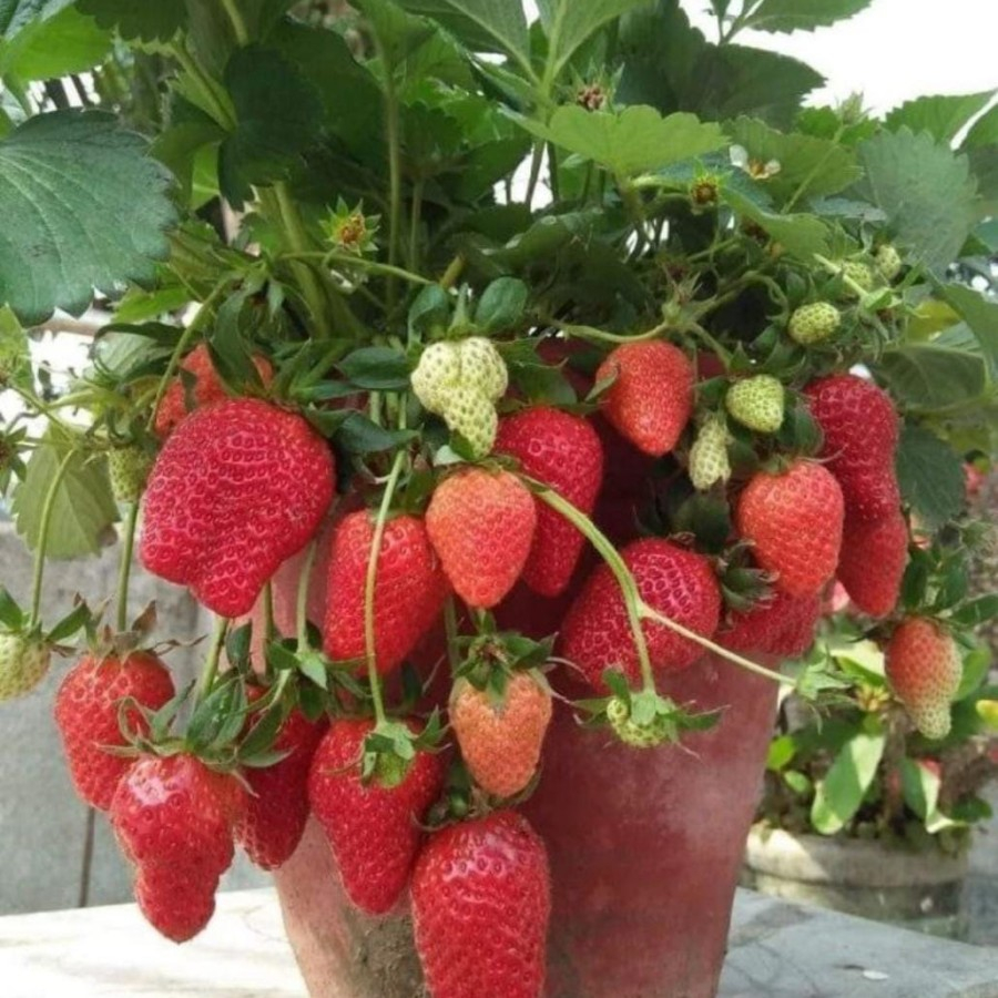 Jual Paket 3 pcs Bibit Strawberry super jumbo buah manis dan besar ...
