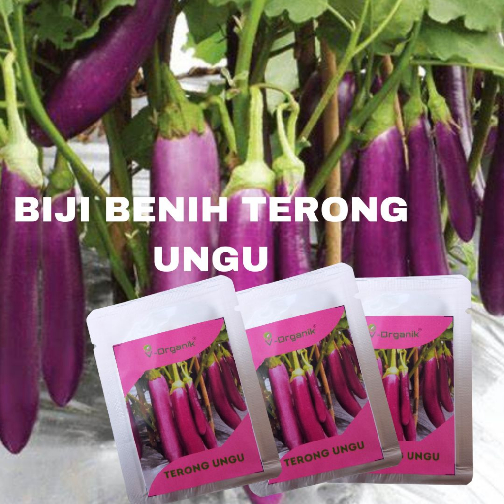 Jual Biji Benih Sayur Terong Ungu Benih Unggul Shopee Indonesia