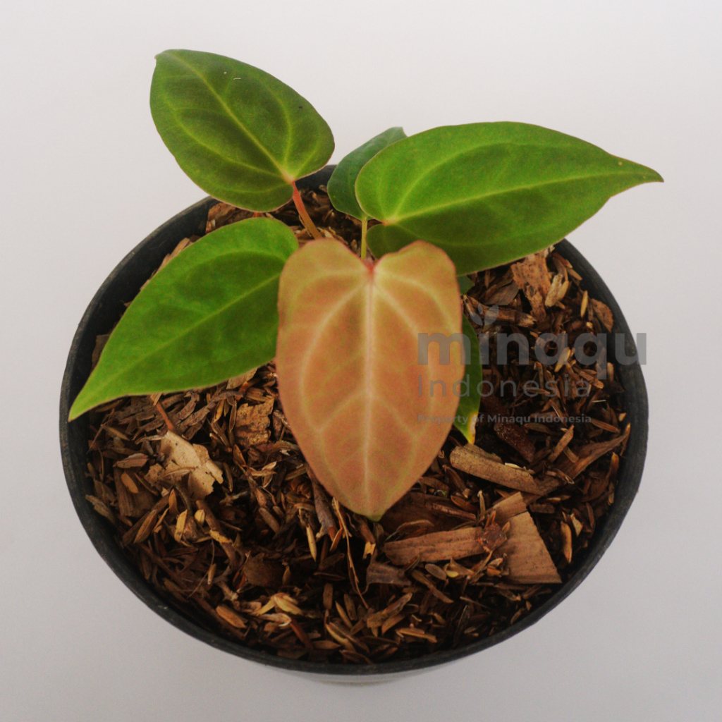 aglaonema golden papaya Aglaonema, 8in, Golden Papaya – Floral Acres Greenhouse & Garden Centre main image 1