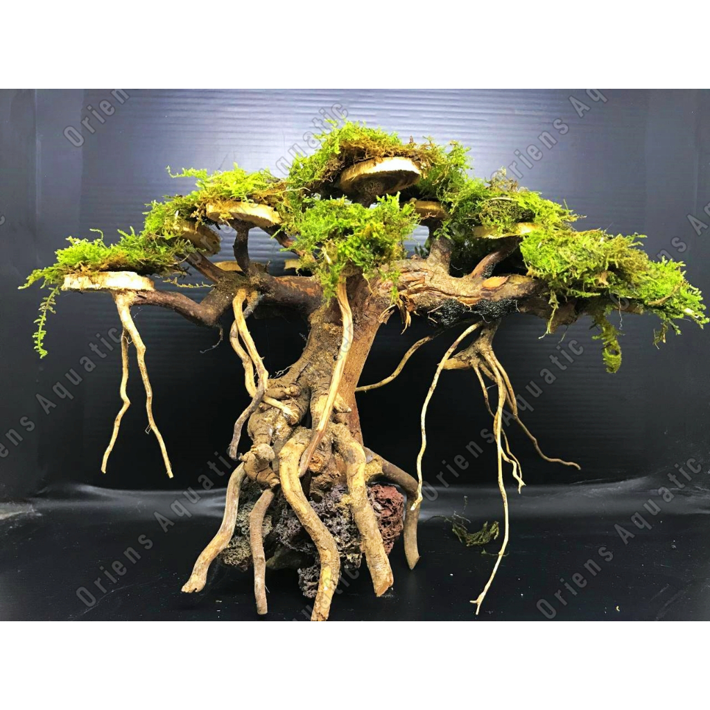 Jual Bonsai Aquascape Hardscape Kayu Model Pohon Beringin Shopee