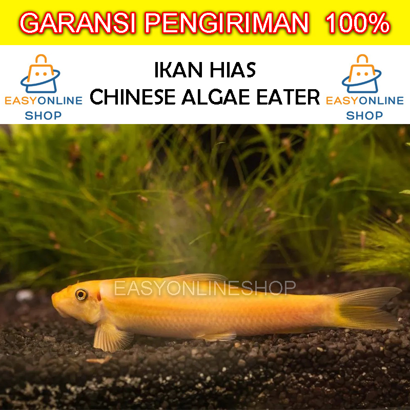 Jual Ikan Hias Chinese Algae Eater Ikan Cae Pemakan Lumut Alga