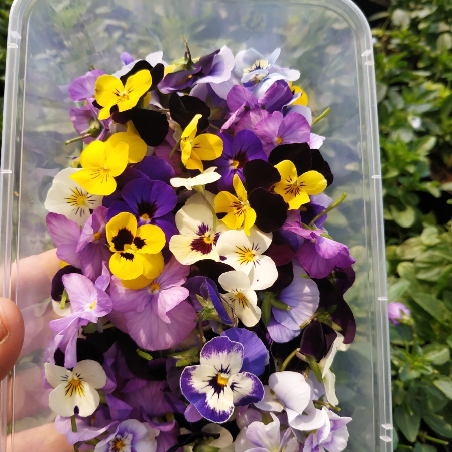Jual VIOLA EDIBLE FLOWER ISI 20 PCS Shopee Indonesia