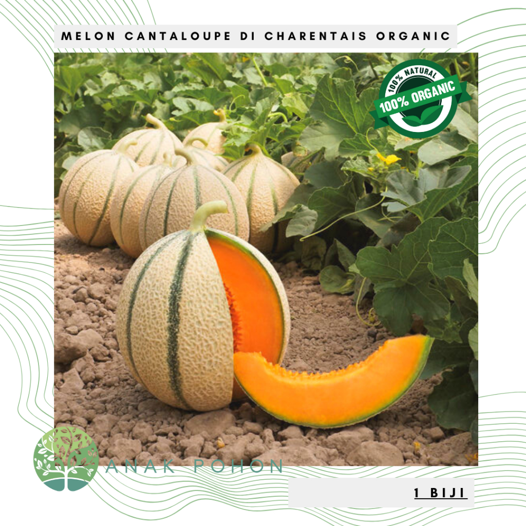 Jual Benih Bibit Biji Melon Cantaloupe Di Charentais Organic