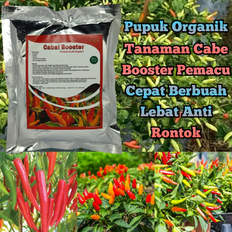 Jual Pupuk Organik Cabe Booster 250gr Pelebat Cabai Serbuk Terbaik Perangsang Dan Penyubur 