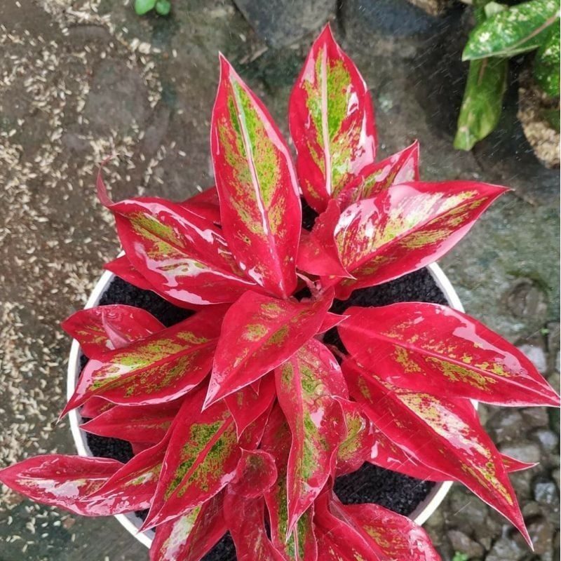 Jual Tanaman hias aglonema Red Anjamani Merah Merona Roset -aglaonema ...
