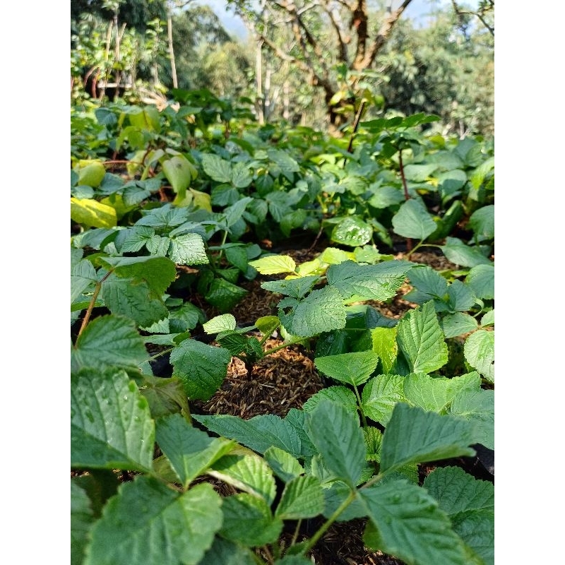 Jual Bibit Raspberry Polka / Raspberry Import Asli Murah | Shopee Indonesia