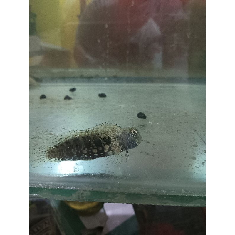 Jual ikan jabing glodok | Shopee Indonesia
