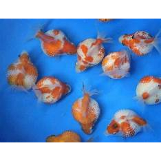 Jual ikan koki mutiara size sedang | Shopee Indonesia