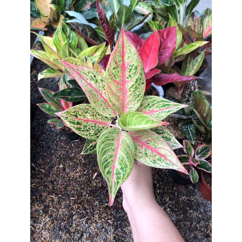 Jual Aglaonema Golden legacy induk Shopee Indonesia