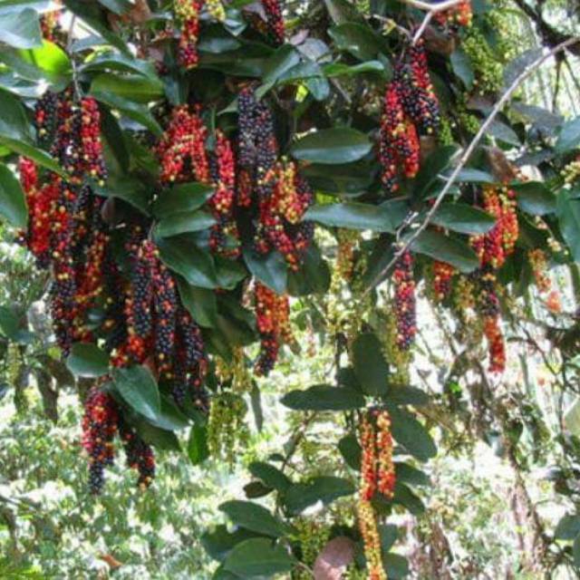 Bibit Benih Buah Buni (2 Butir)
