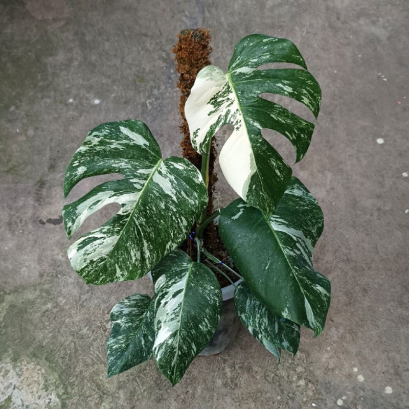 Epipremnum – Exotropical