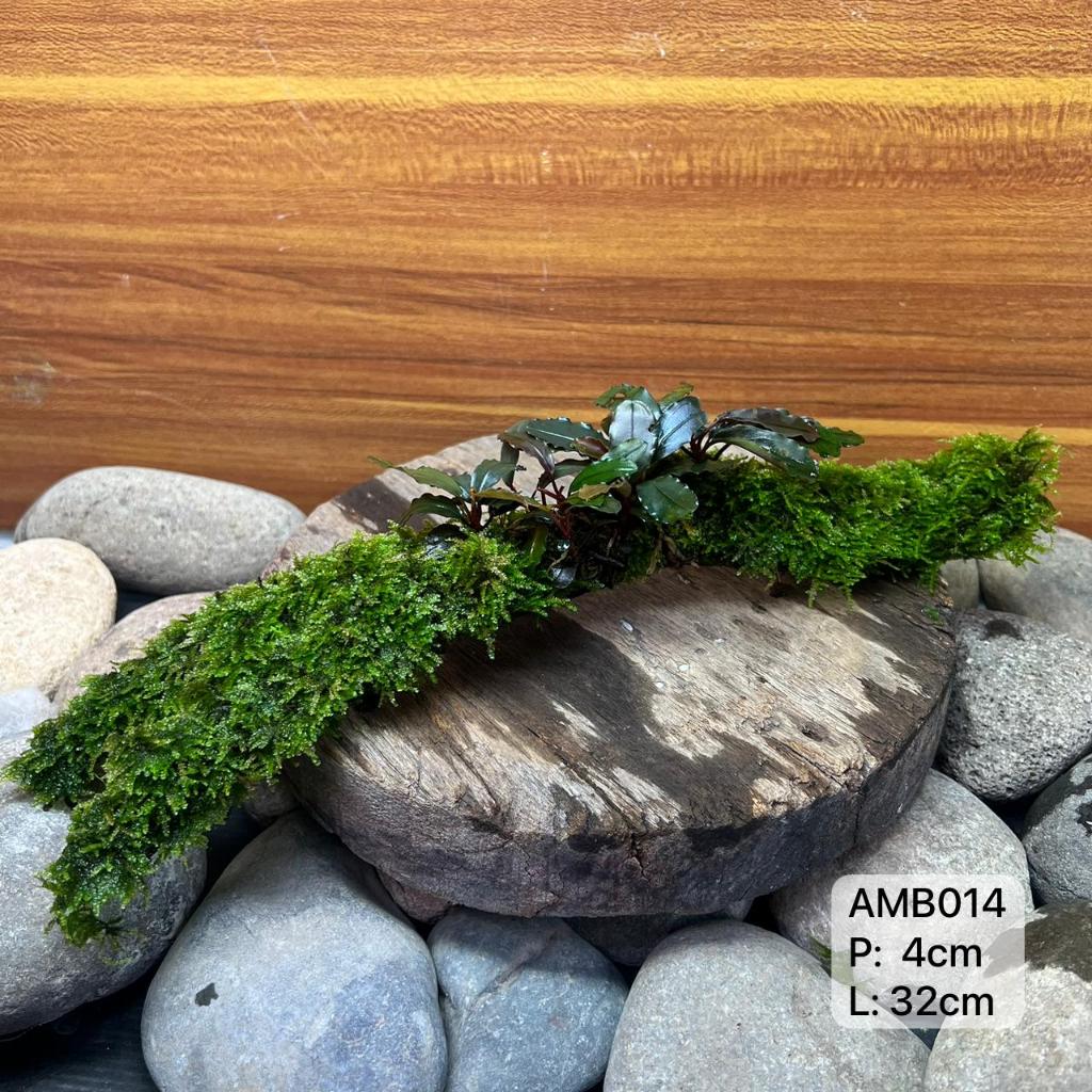 Jual HARDSCAPE AQUASCAPE KAYU RENTEK MOSS BUCE | DRIFWOOD AQUARIUM ...