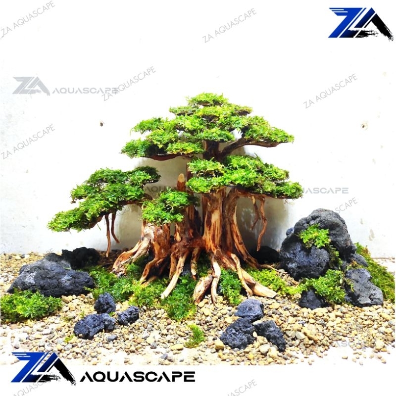 Jual Bonsai Aquascape Pohon bonsai Aquarium (free moss) Shopee