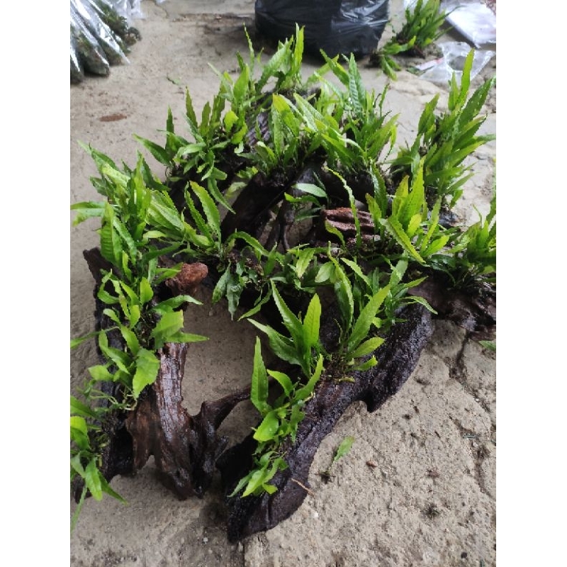 Jual kayu rentek media kadaka full tanaman aquascape | Shopee Indonesia